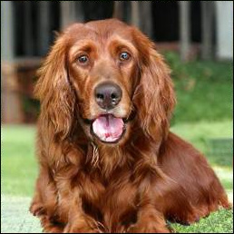 Four class-conditional images generated by the model, including a dog, a landscape, a butterfly, and a hamburger.