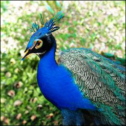 A grid of 8 images generated by the BigGAN model at 256x256 resolution, including a peacock, a dog, a pan of food, a kitten, a wooden dresser, a rooster, a hamster, and a salt shaker.