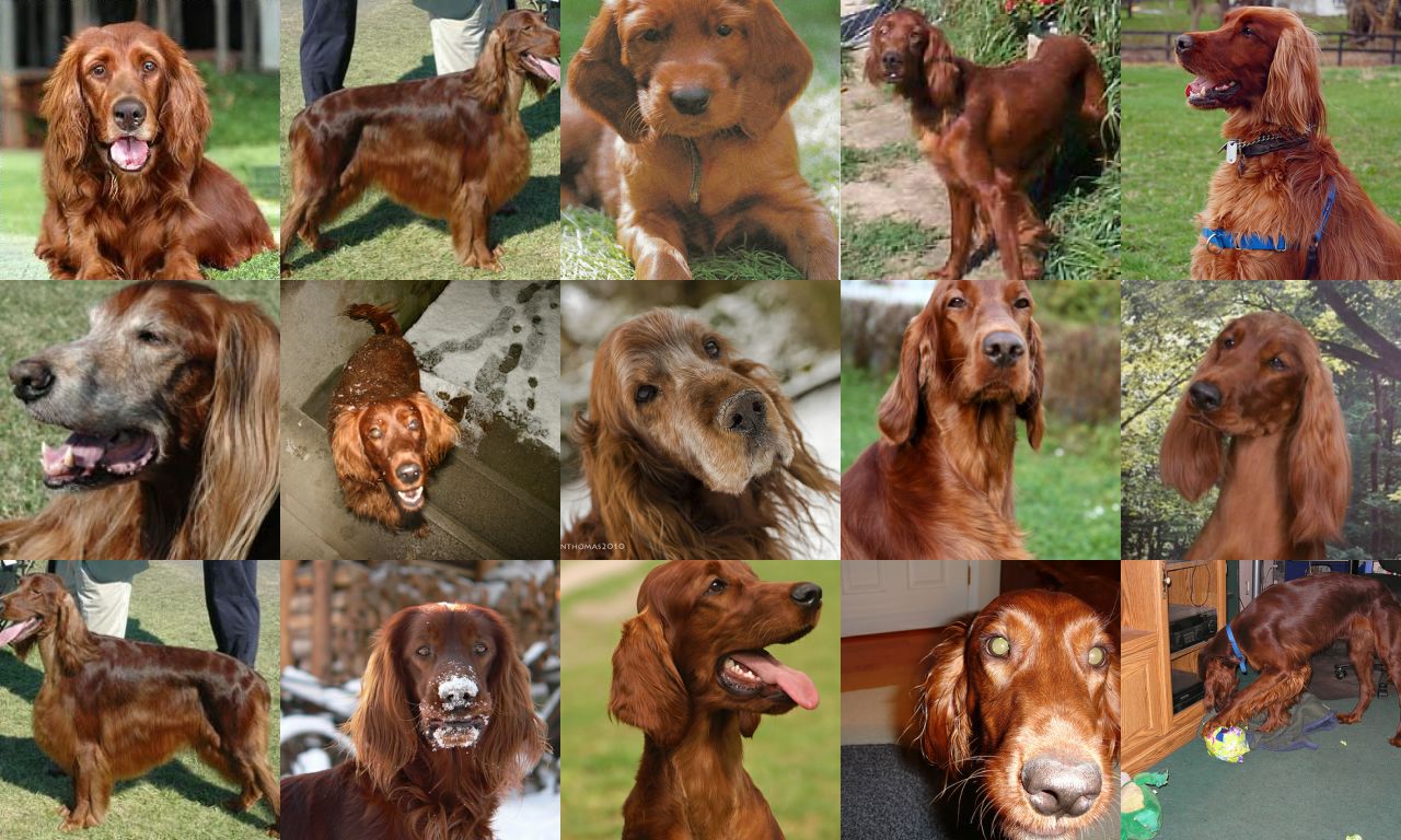 A grid of 15 images of Irish Setter dogs, with the generated image in the top left corner.