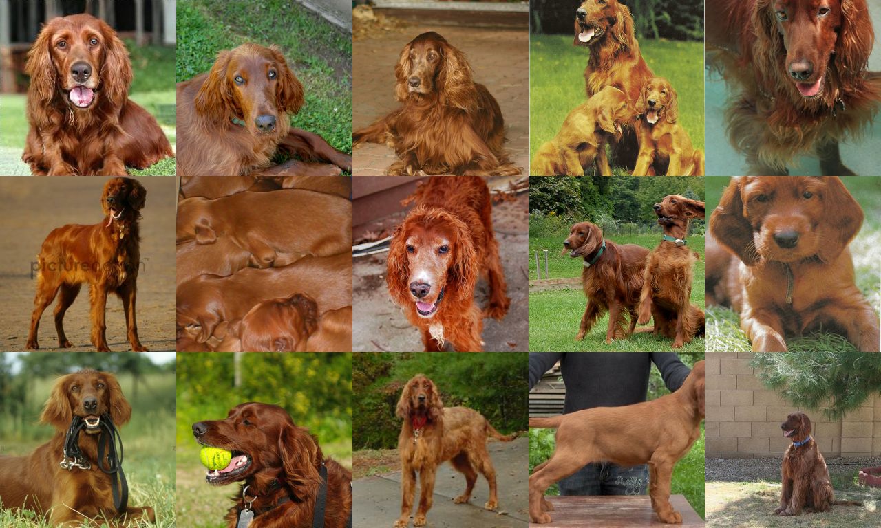 A grid of 15 images of Irish Setter dogs, with the generated image in the top left corner.