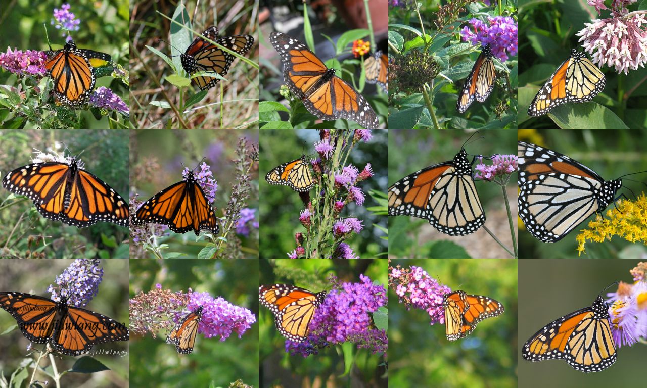 A grid of 15 images of monarch butterflies on flowers, with the generated image in the top left corner.