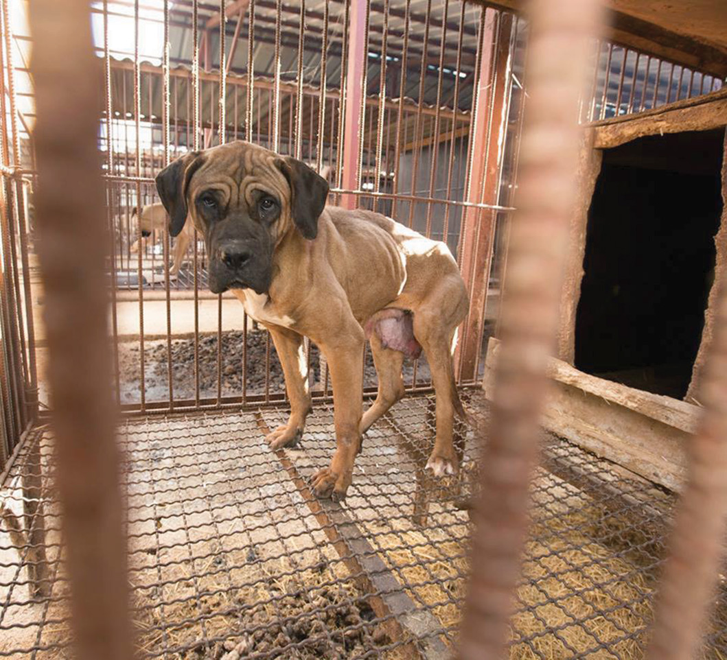 A dog standing inside a wire cage.