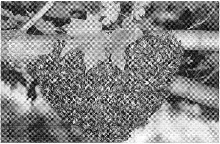 Nest building in the neotropical wasp Polybia occidentalis.