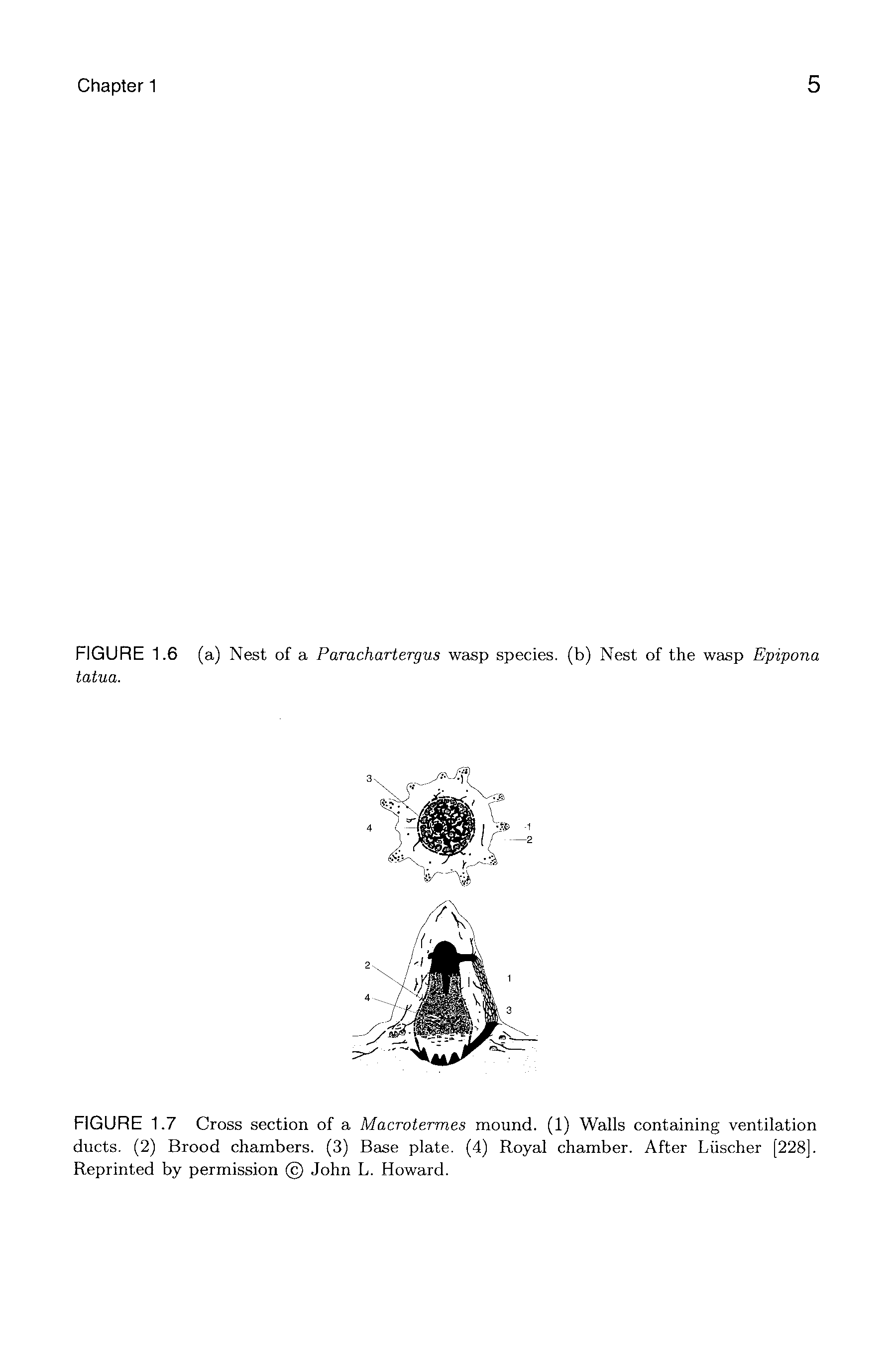 Two photographs of wasp nests, labeled (a) and (b)