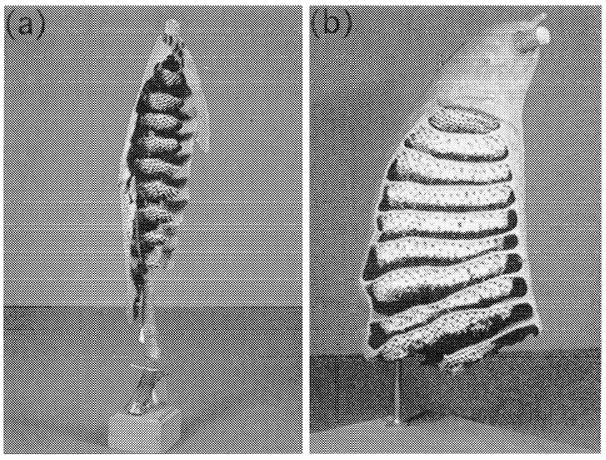 Two diagrams showing a cross section of a Macrotermes mound with numbered labels