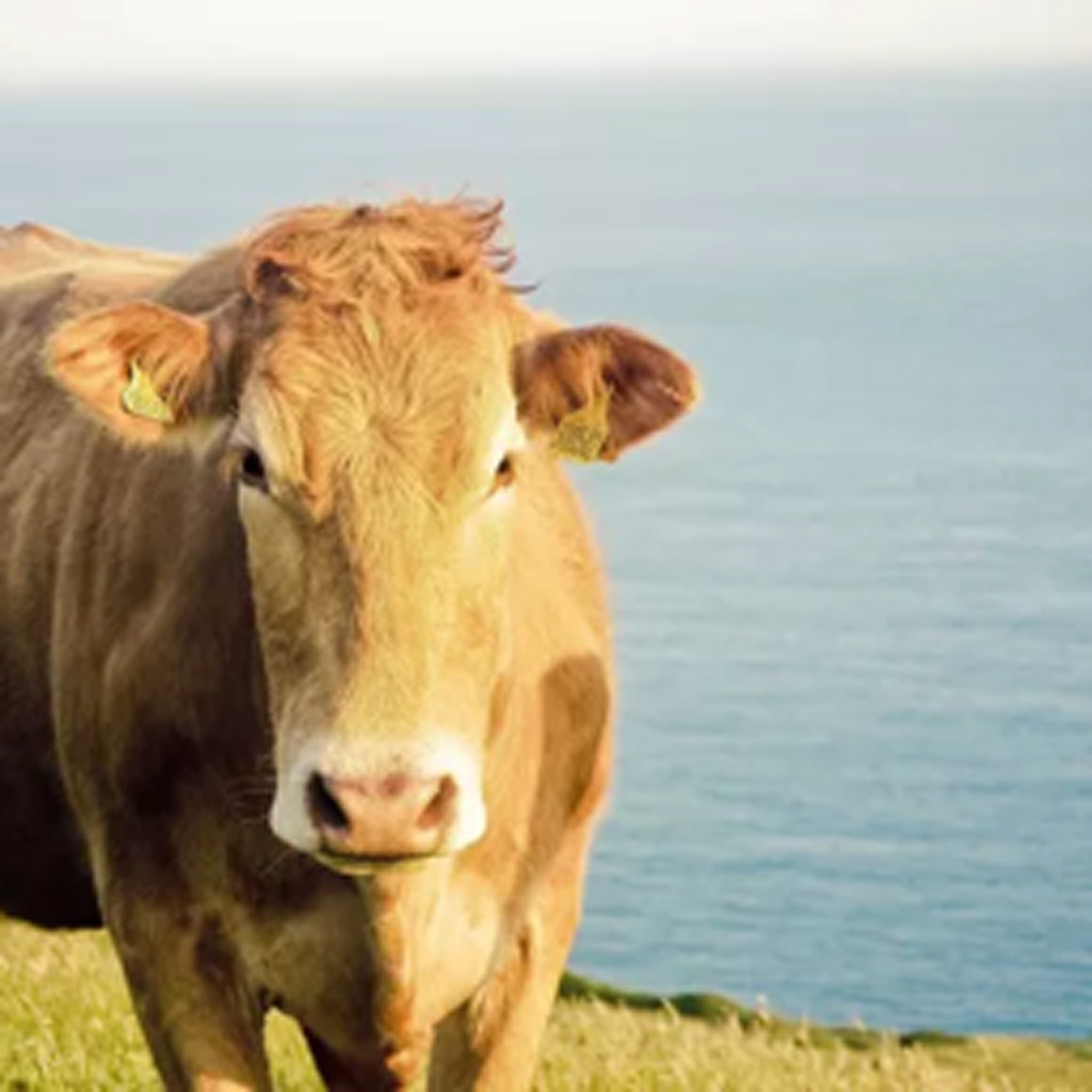 Comparison of bicubic upscaling and LDM-BSR upscaling on cow images