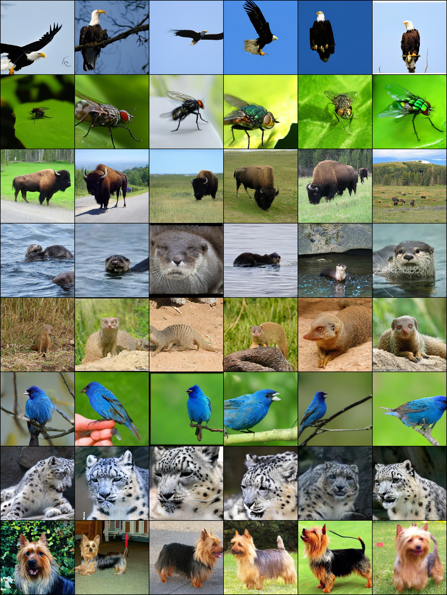A grid of 42 images showing various animals (eagles, flies, bison, otters, mongooses, blue birds, snow leopards, and dogs) generated by the LDM-4 model.