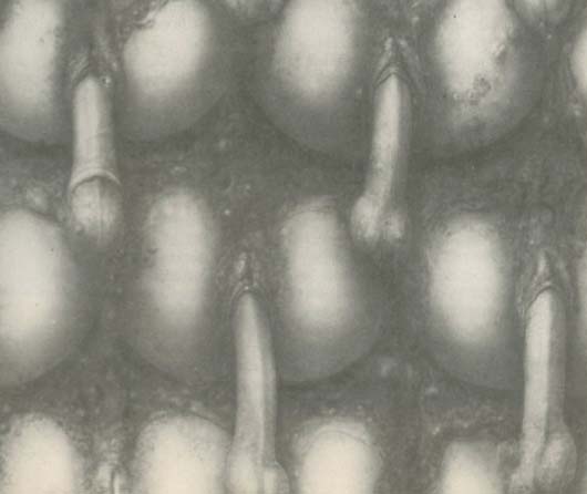 A close-up, monochromatic image of what appears to be a cluster of organic, possibly biological, forms or textures.